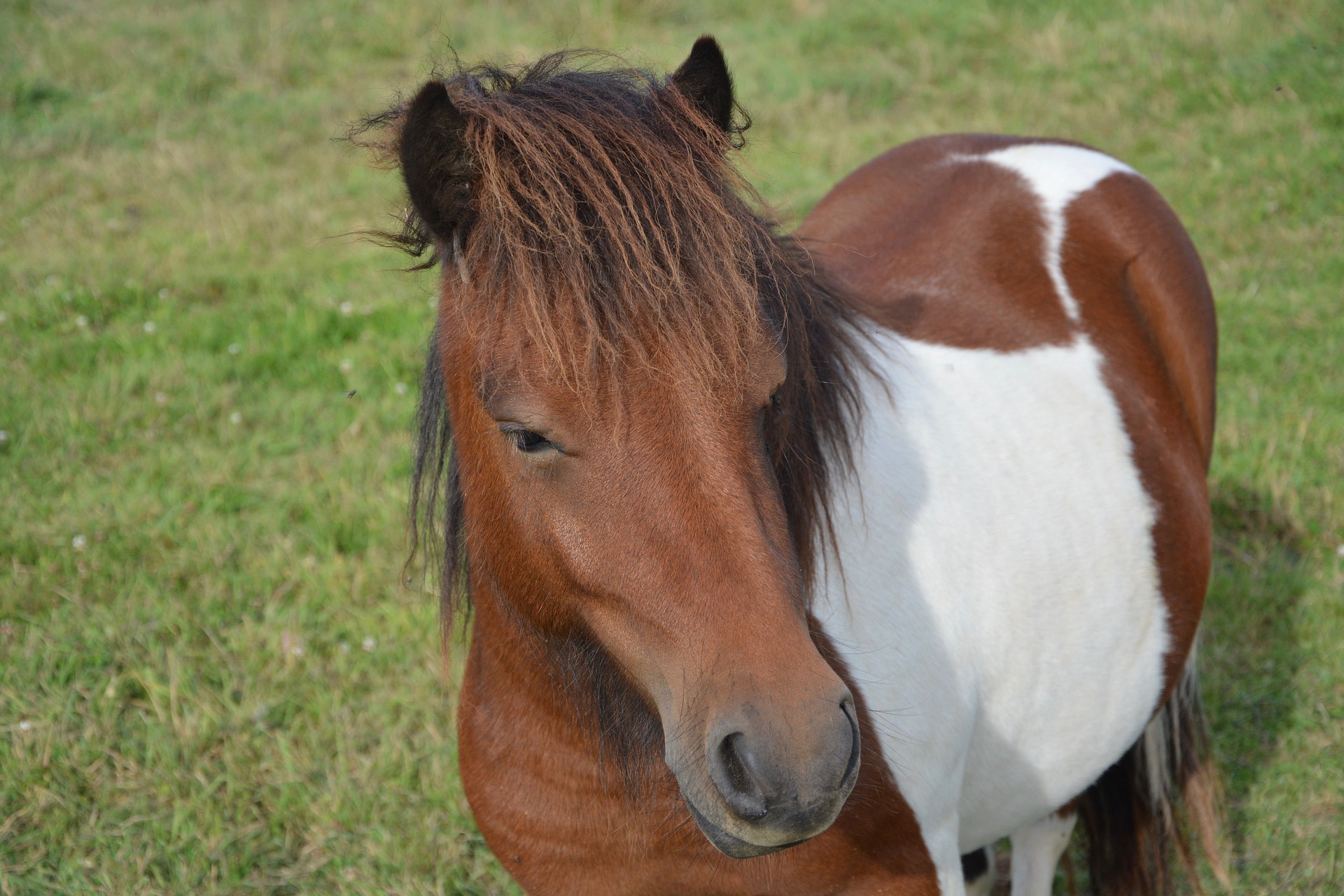 shetland-pony-2709957_1920